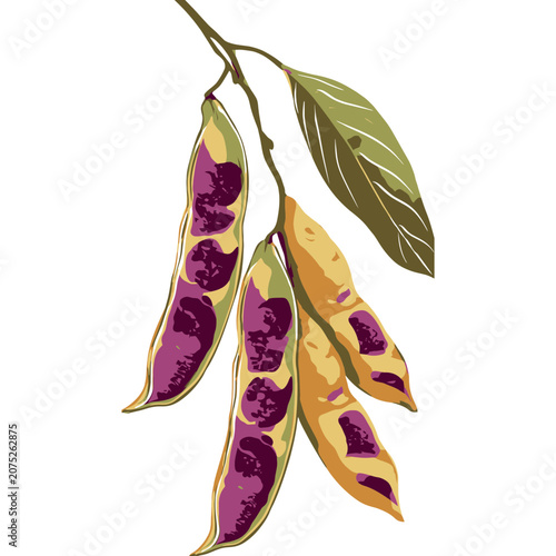 Purple and Yellow Bean Pods with Leaves Vector Illustration