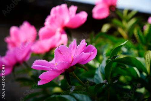 Real Shooting of Rose Red Single-petalled Peony Garden Flowers in Spring