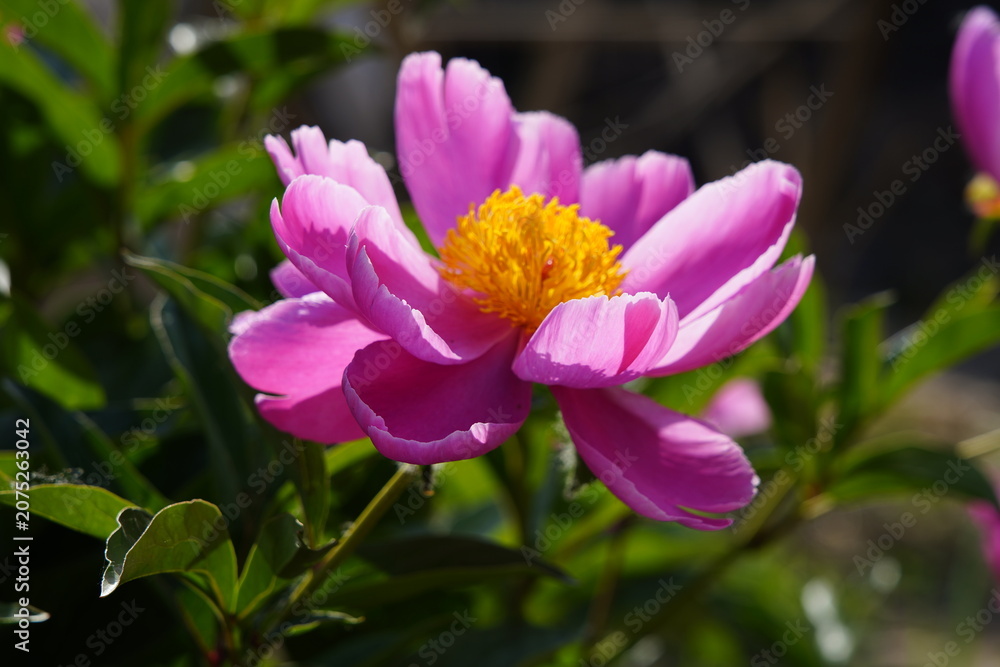 Fototapeta premium Real Shooting of Rose Red Single-petalled Peony Garden Flowers in Spring