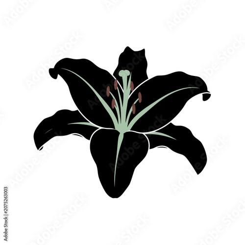 Black Lily Flower Vector Illustration