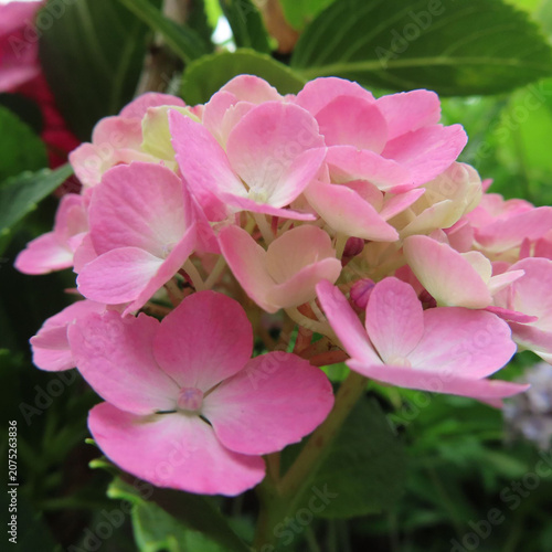 日本で梅雨にアジサイがピンクや青色の花を咲かせています