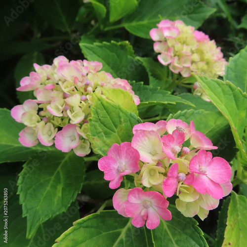 日本で梅雨にアジサイがピンクや青色の花を咲かせています