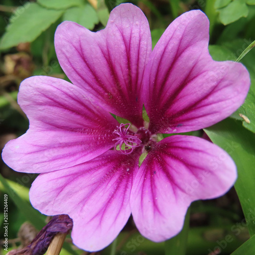 日本で初夏にゼニアオイがピンク色の花を咲かせています