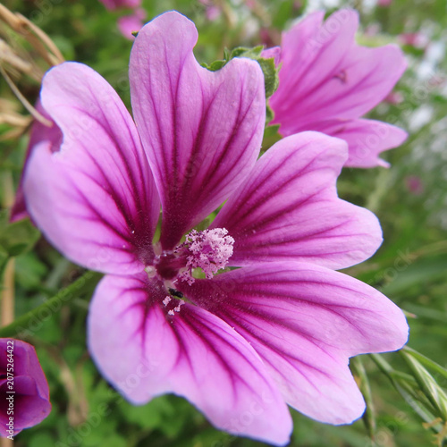 日本で初夏にゼニアオイがピンク色の花を咲かせています