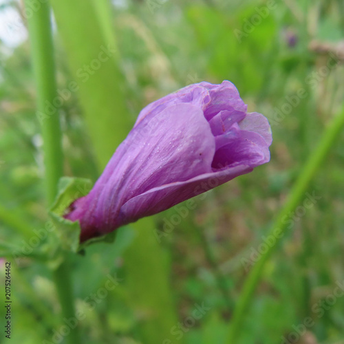 日本で初夏にゼニアオイがピンク色の花を咲かせています