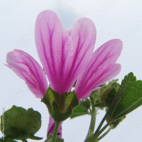 日本で初夏にゼニアオイがピンク色の花を咲かせています
