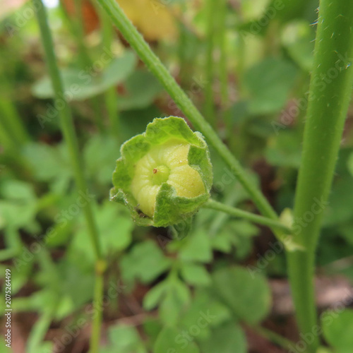 日本で初夏にゼニアオイがピンク色の花を咲かせています