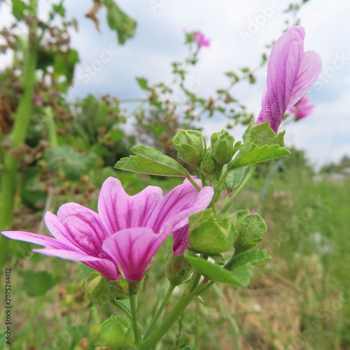 日本で初夏にゼニアオイがピンク色の花を咲かせています