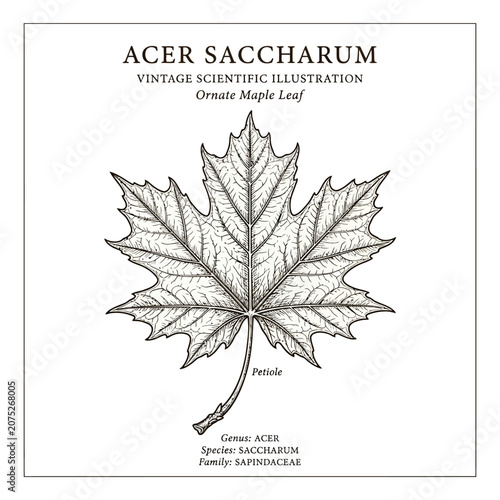 Schilderij op canvas Vintage scientific illustration of an Acer saccharum sugar maple leaf with botanical labels