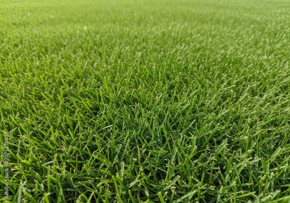 Obraz premium Detailed close-up of healthy, dense, and finely manicured short green lawn blades forming a perfect carpet texture under bright natural light conditions, lawn, bright, environment