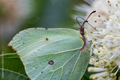 Close image butterfly head