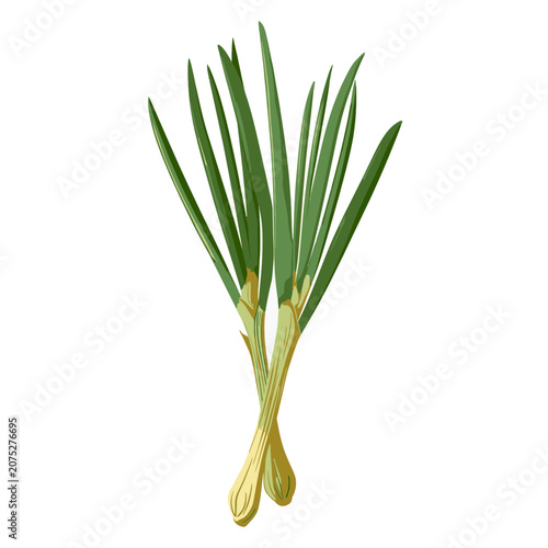 Spring Onion Vector Illustration