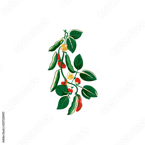 Flat illustration of chili pepper plant with leaves and flowers