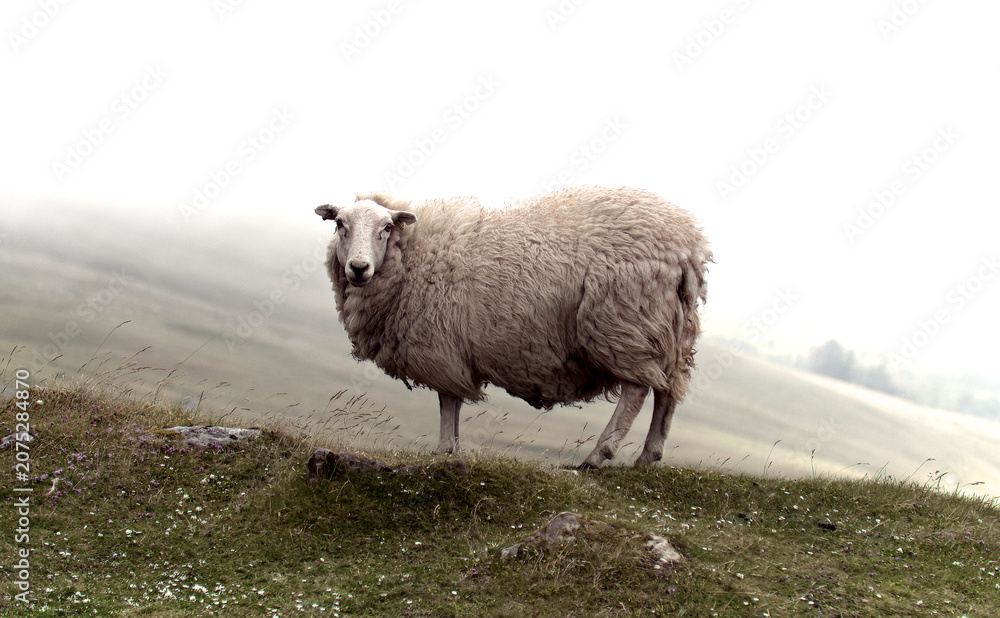 Naklejka premium A solo sheep in the mist on the Black Mountain in South Wales, UK.