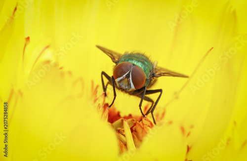 An extreme macro close-up portrait of a green bottle fly (Lucilia sericata) resting on the reproductive parts inside a vibrant yellow flower. 