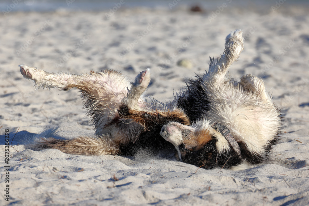 Fototapeta premium Tricolor black, white, and tan Border Collie dog rolling playfully on its back on sandy beach. Funny posture with paws in air. Happy, playful pet enjoys sunny summer day by the ocean shore