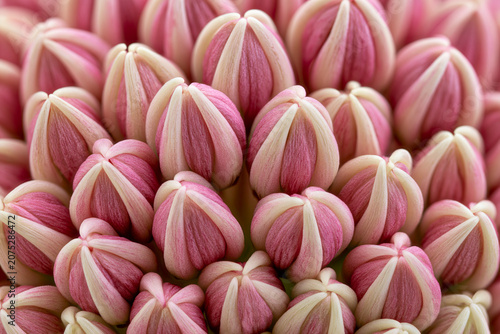 Close up macro style photograph focusing on a dense cluster of unopened flower buds with beautiful pink and cream white vertical stripes creating a natural pattern
