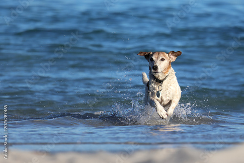 Quadro su tela Active Jack Russell Terrier running through ocean waves at beach