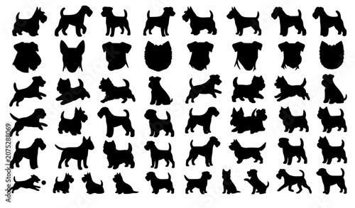 Valokuva Purebred domestic pet dog icons large collection with wirehaired terriers heads