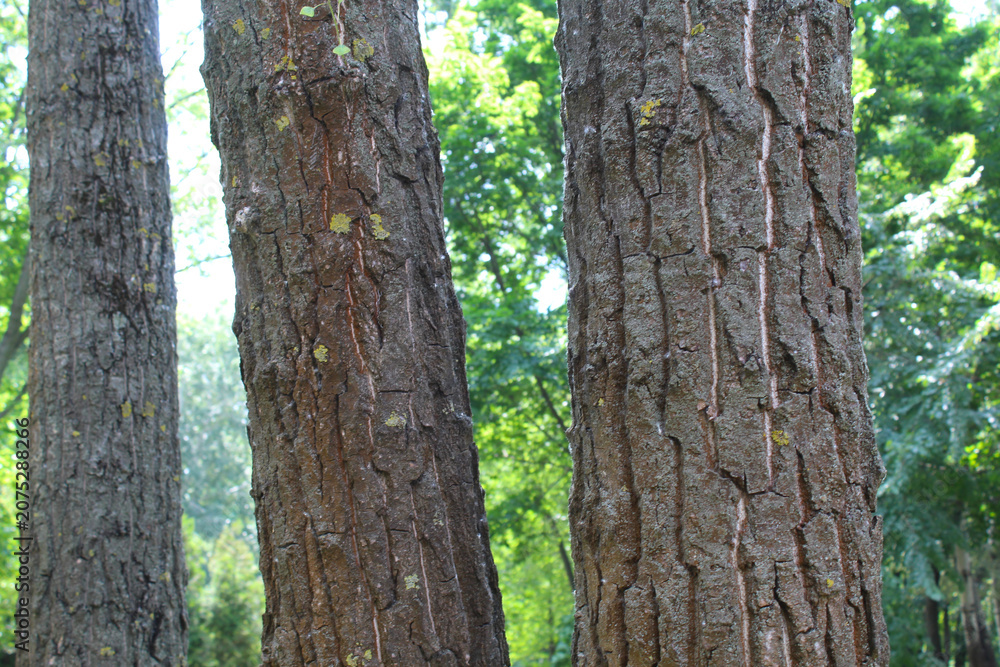 Obraz premium trunk of a tree, tree in the park