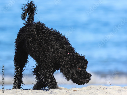 Black curly-coated poodle mix Labradoodle dog exploring sandy beach. Active curly haired black pet canine sniffing shoreline sand. Blurred blue ocean background. Sunny summer day