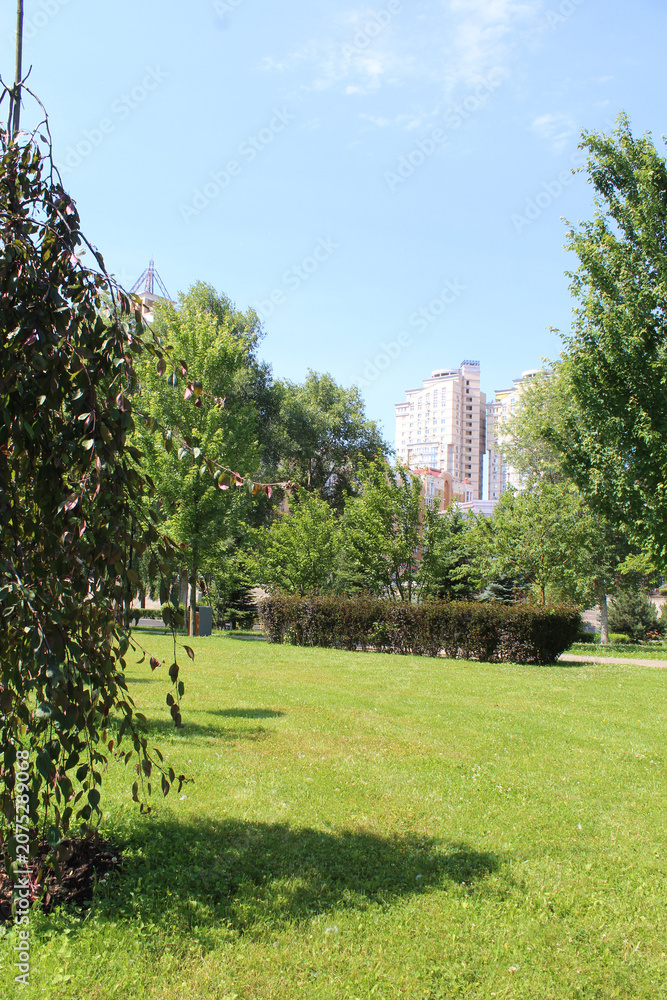 Fototapeta premium city ​​park in Kyiv Ukraine, green trees in the park