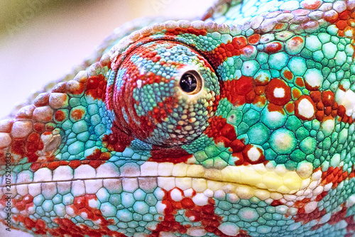 Close-up of the chameleon's skin and eyes as a background. The texture of the chameleon skin surface. A fragment of reptilian skin. Multi-colored texture of the reptile skin pattern for wallpaper.