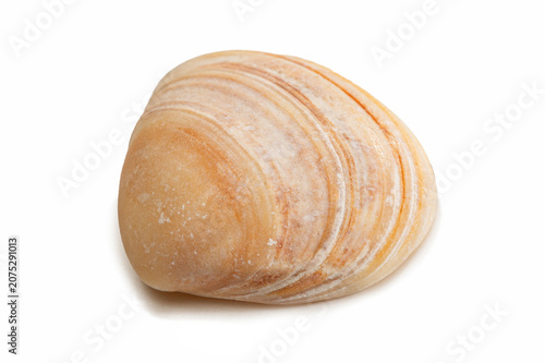 Nahaufnahme Trogmuschel Nordsee orange-weiss gestreift - freigestellt