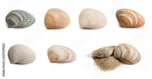 Nordsee-Muscheln Freisteller