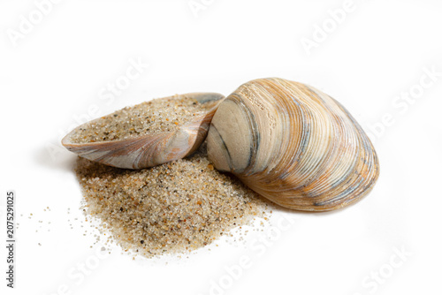 Nordsee-Muscheln im Sand - Nahaufnahme - Freisteller