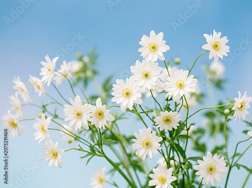 Close up of blooming white chamomile flowers in sunlight.
