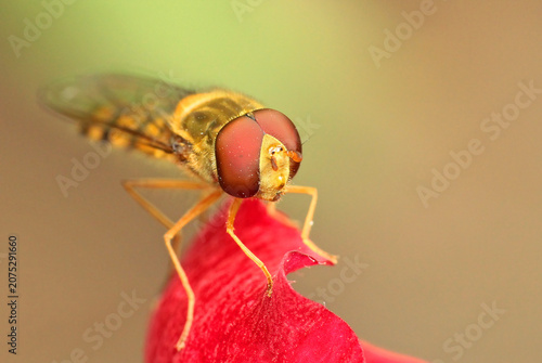 An extreme macro close-up of a hoverfly (Syrphidae), also known as a flower fly, perched on the edge of a vibrant red flower petal. 