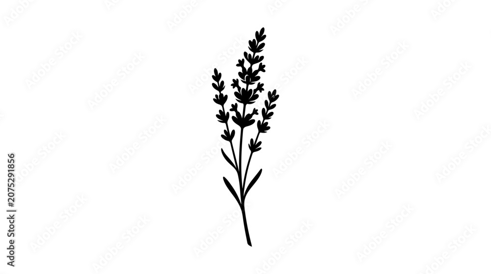 Fototapeta premium Lavender sprig silhouette on a white background