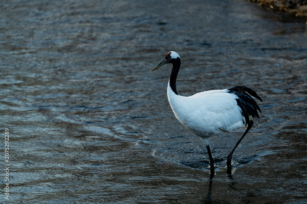 Fototapeta premium wild red crowned crane in river
