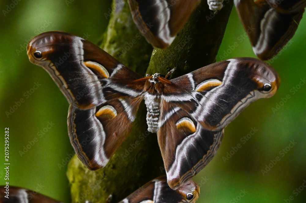 Fototapeta premium Papillon nocturne samia ricini, bombyx de l'ailante