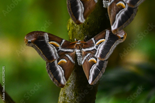 Bild auf Leinwand Papillon nocturne samia ricini, bombyx de l'ailante