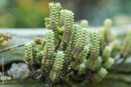Foto Close up macro photography of a geometric stacked green succulent plant with a s