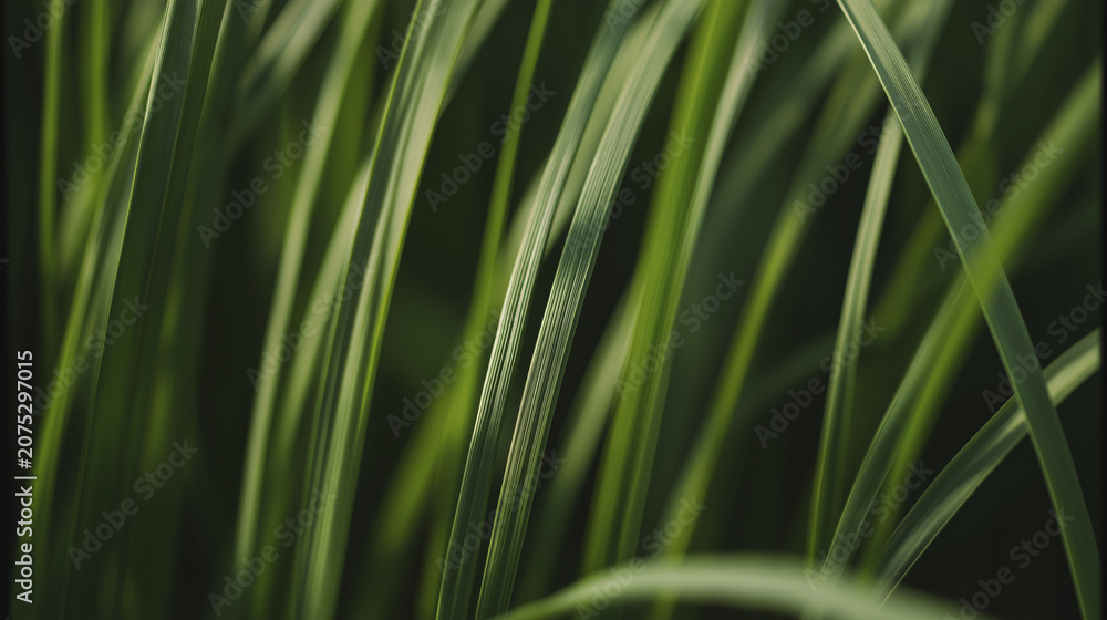 Fototapeta premium ryegrass. Close-up of slender ryegrass blades creating a dense pattern of green lines. gardening catalogs, home-decor guides, designed for gardening and botanical catalogs, used by motion designers.