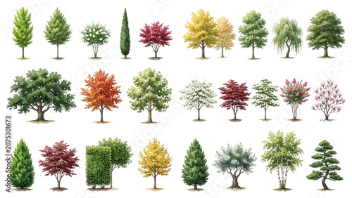 Hand Drawn Watercolor Landscape Tree Collection Vector Illustration for Architectural Planting Design