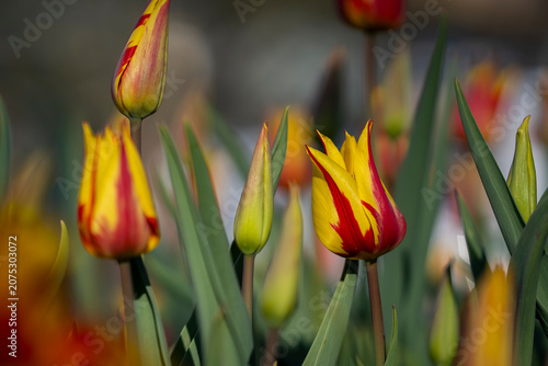 Like tiny flames dancing in the evening light, ‘Firework’ tulips burst into bloom. Tulipa ‘Firework’ tulips with striking yellow petals and bold crimson-red flames. 