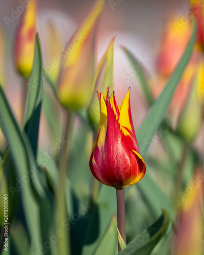 Like tiny flames dancing in the evening light, ‘Firework’ tulips burst into bloom. Tulipa ‘Firework’ tulips with striking yellow petals and bold crimson-red flames. 