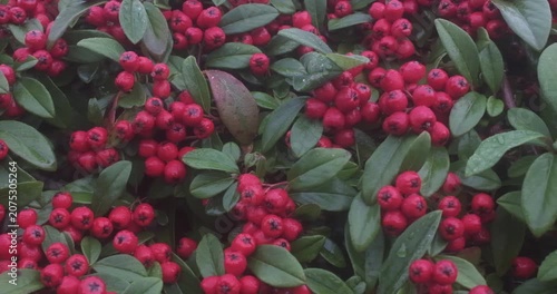a cluster of bright red berries on a green leafy branch.