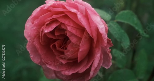 Dewdrops adorn the petals of a fully bloomed pink rose.