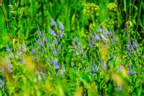 A vibrant summer meadow featuring blooming purple speedwell flowers amidst lush green grass. The delicate wildflowers are bathed in sunlight, while a shallow depth of field creates a soft bokeh effect