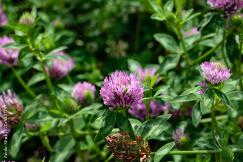 Pink inflorescences of meadow clover in close-up on a green summer meadow.