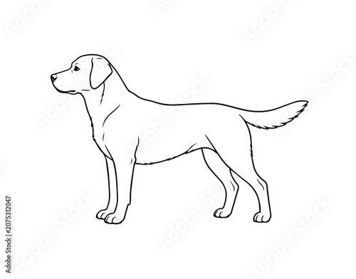 Labrador Retriever Dog Outline SVG Vector Illustration Isolated on White Background