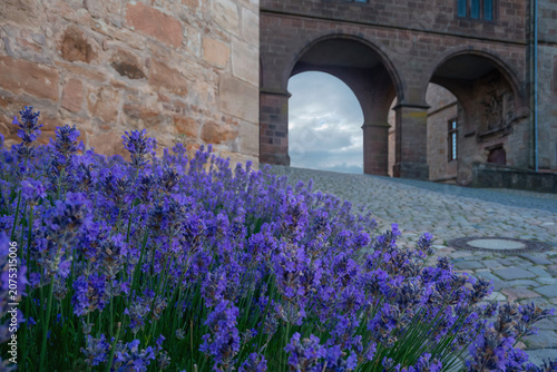 Foto Schöne große Lavendel Büsche blühen am Schloß am Weg