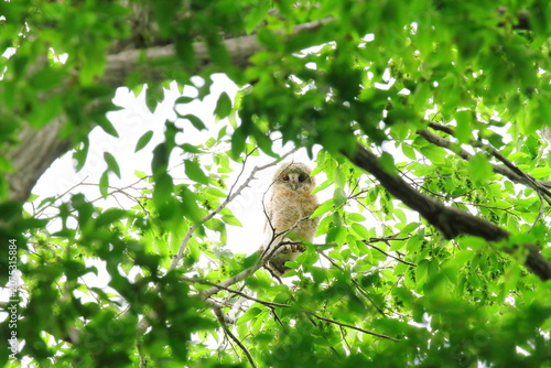 Foto フクロウの幼鳥