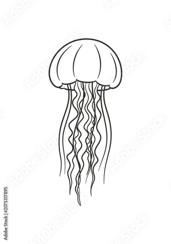 Minimalist line art jellyfish with flowing tentacles