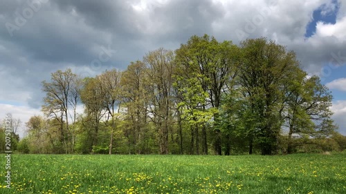 Idyllic forest landscape with mixed deciduous trees and dense lush green foliage in Westerwald Germany Europe during spring season